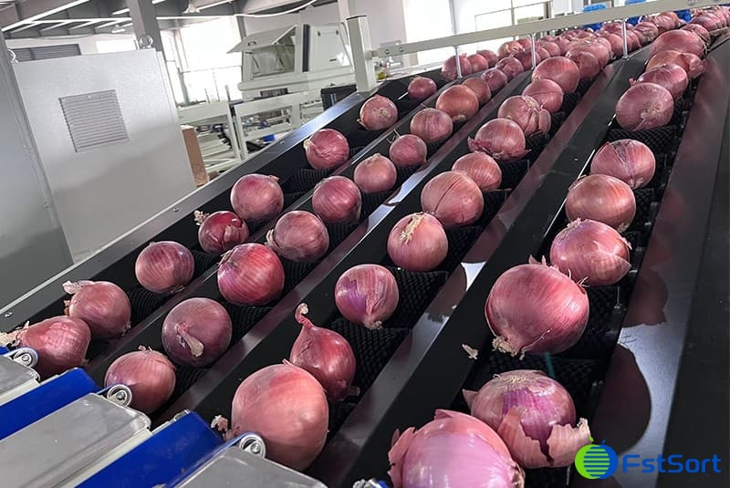 Large capacity onion sorting and packaging machine.jpg Large capacity onion sorting and packaging machine.jpg